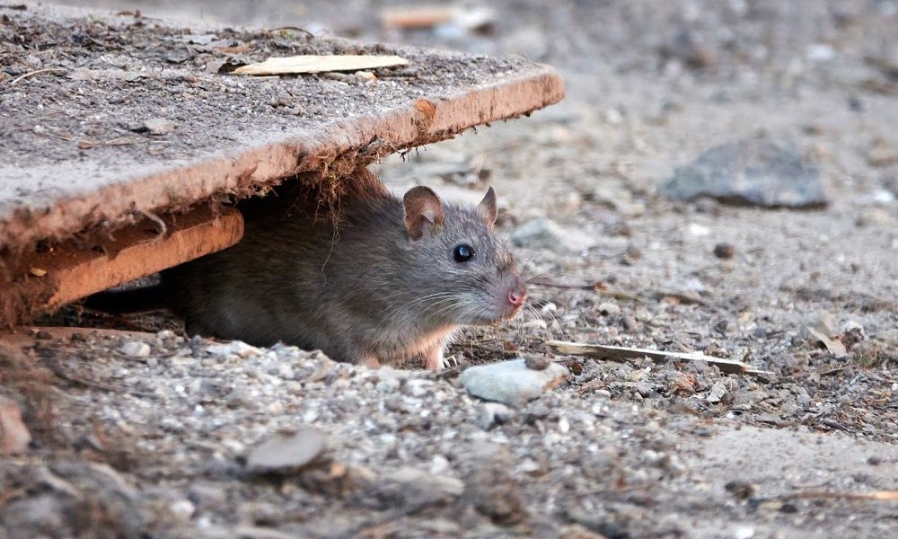 Discreet Pest Management Ltd
