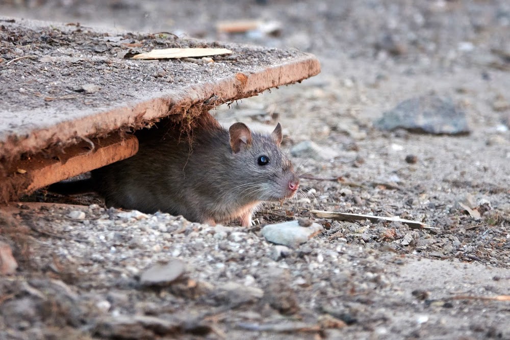 Discreet Pest Management Ltd