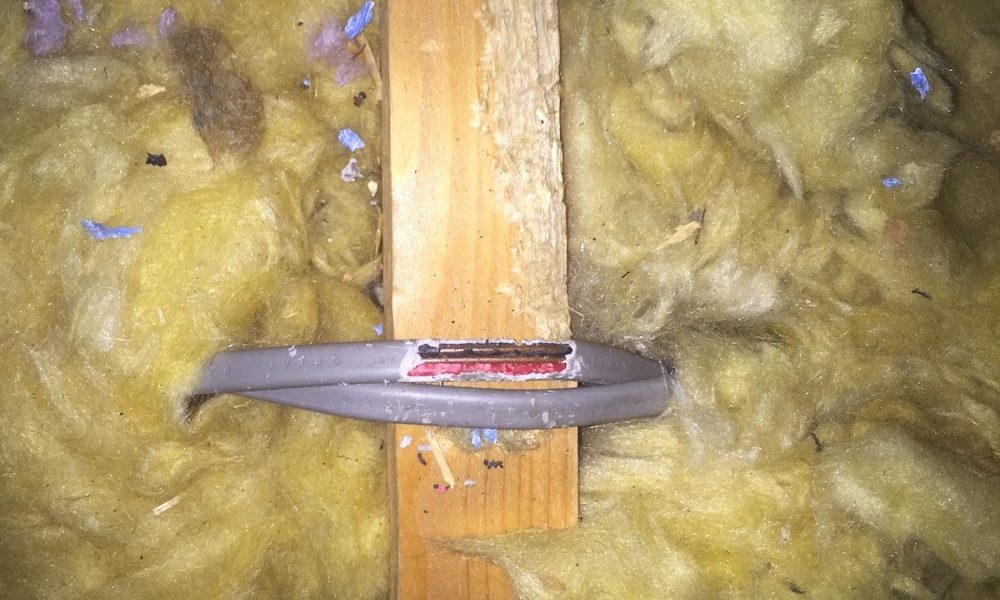 Pestforce Pest Control Colchester