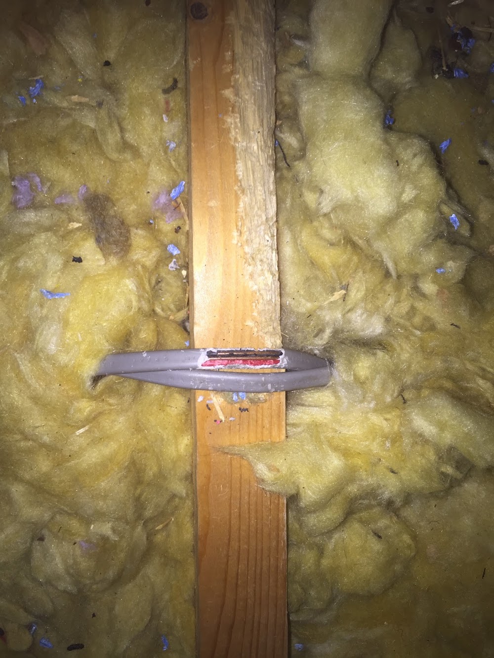 Pestforce Pest Control Colchester