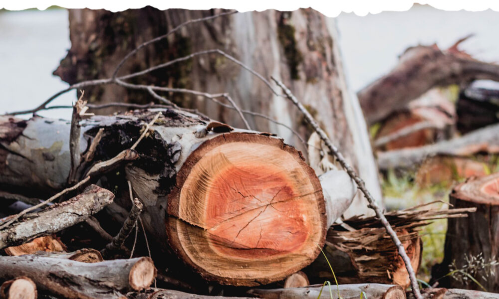 Colchester Tree Services