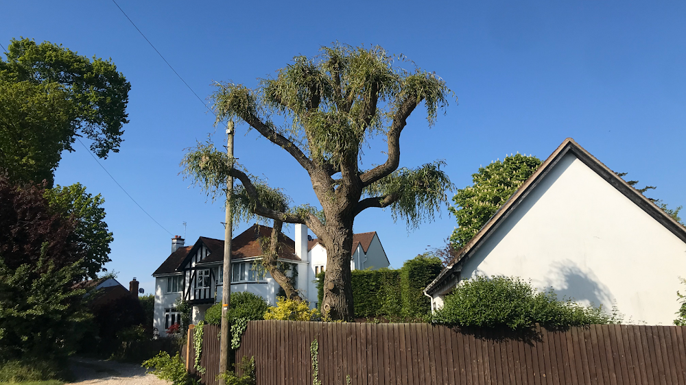Evergreen Tree Surgery