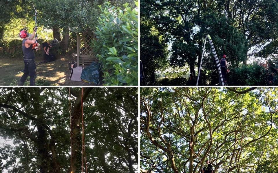 Masons Tree Surgery Ltd