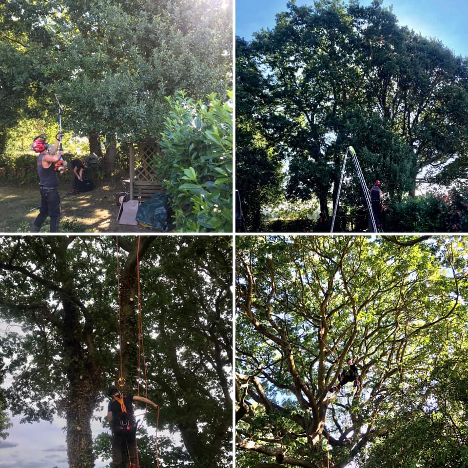 Masons Tree Surgery Ltd