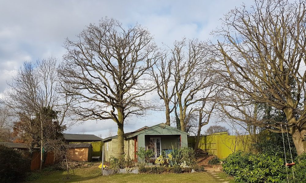 Walton’s tree services