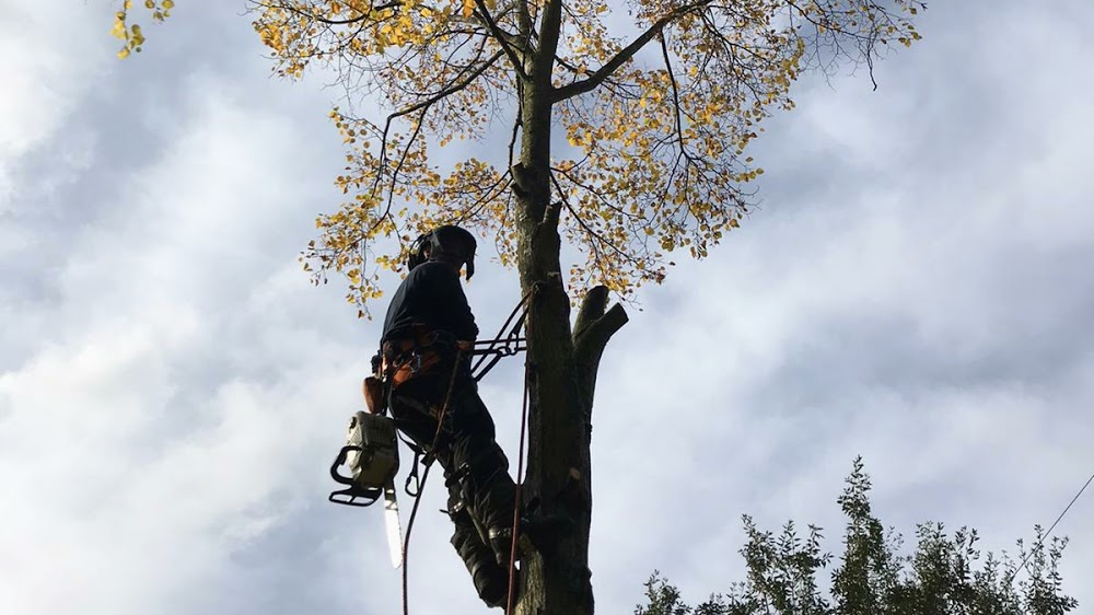 White crow tree surgery ltd