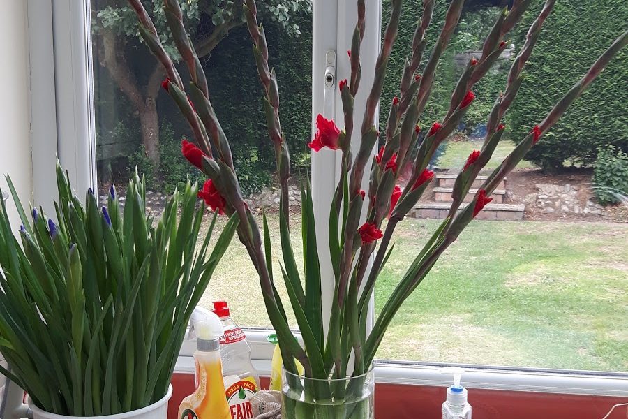 Flowers for all occasions