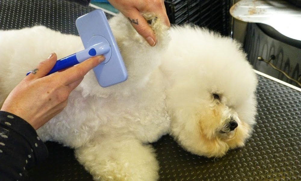 Deloto Dog Grooming