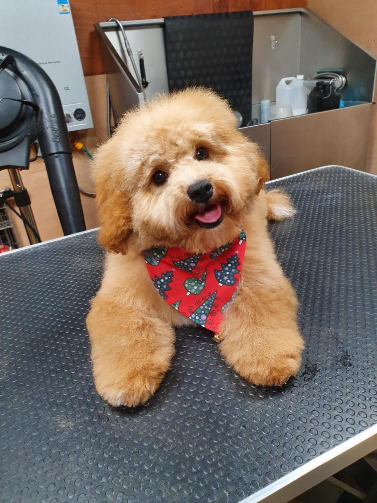 Dog Works