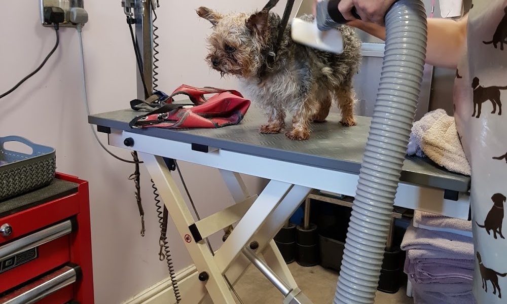 Jazmondy Dog Grooming