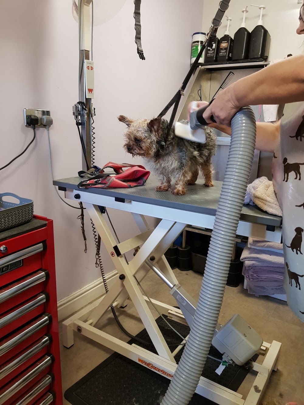 Jazmondy Dog Grooming