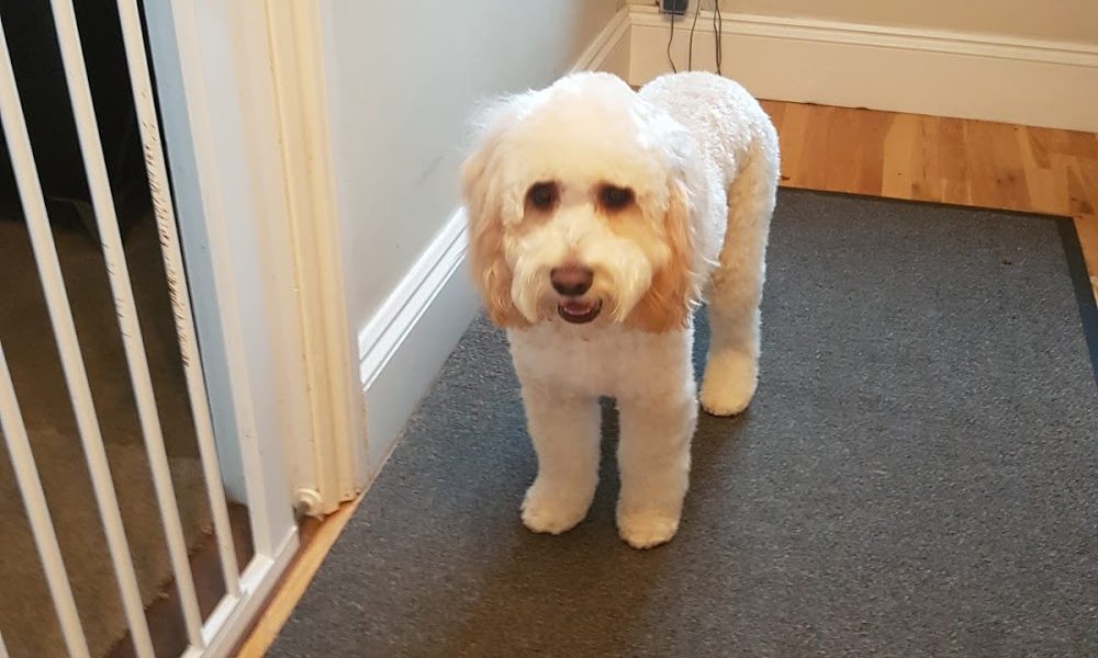 Maxines Dog Grooming