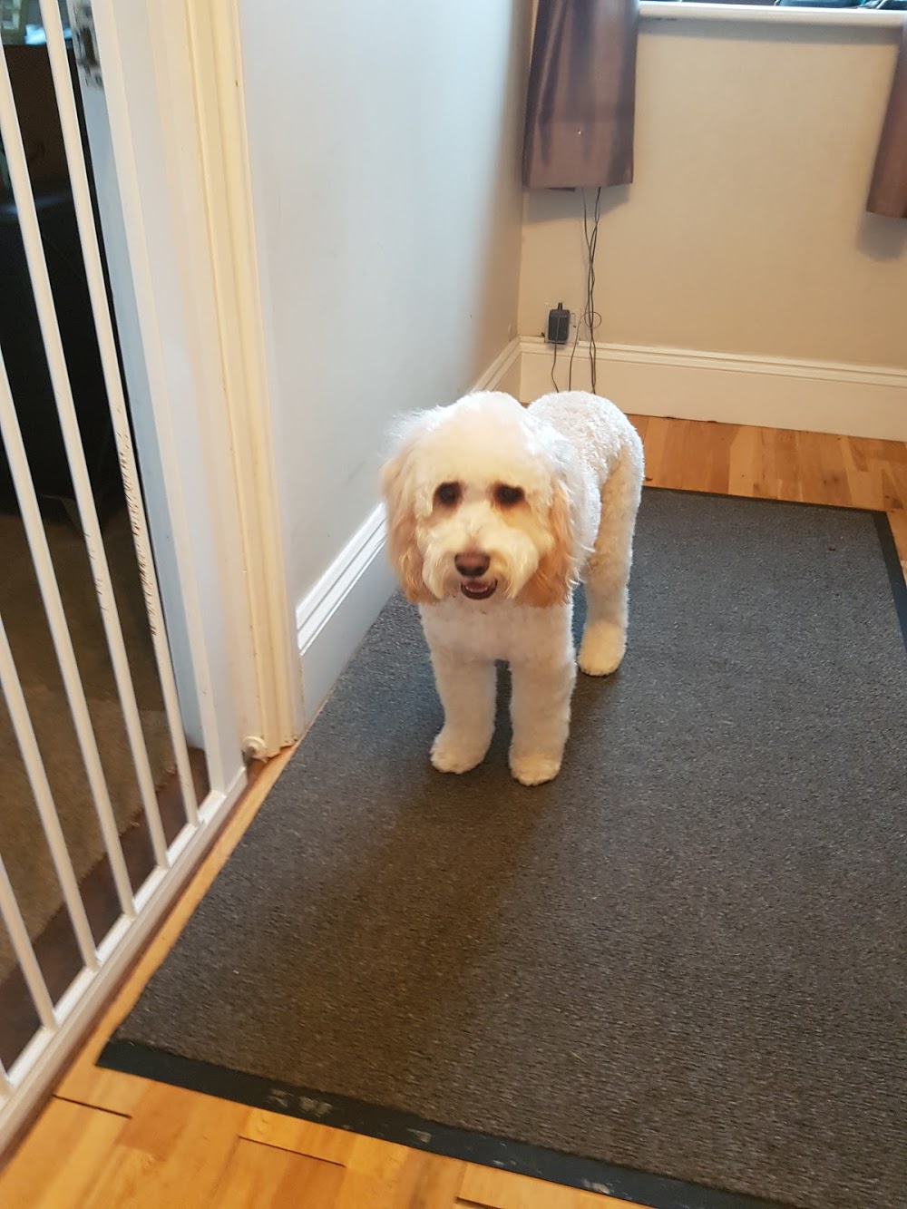 Maxines Dog Grooming