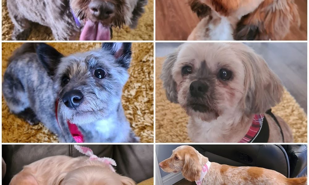 Scruff to Fluff Dog Groomers