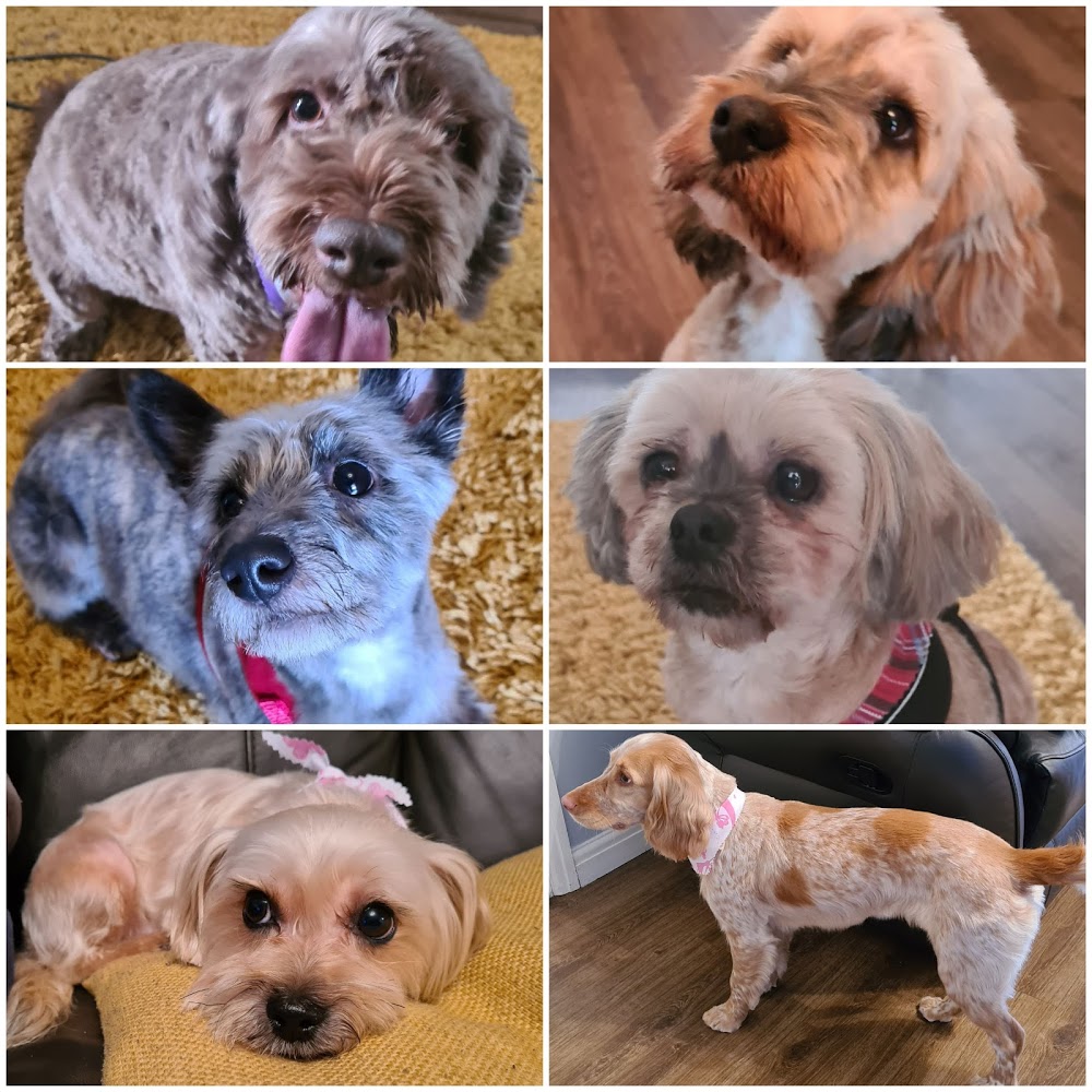 Scruff to Fluff Dog Groomers