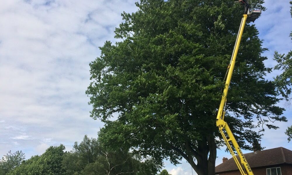 M.J.Green Treework